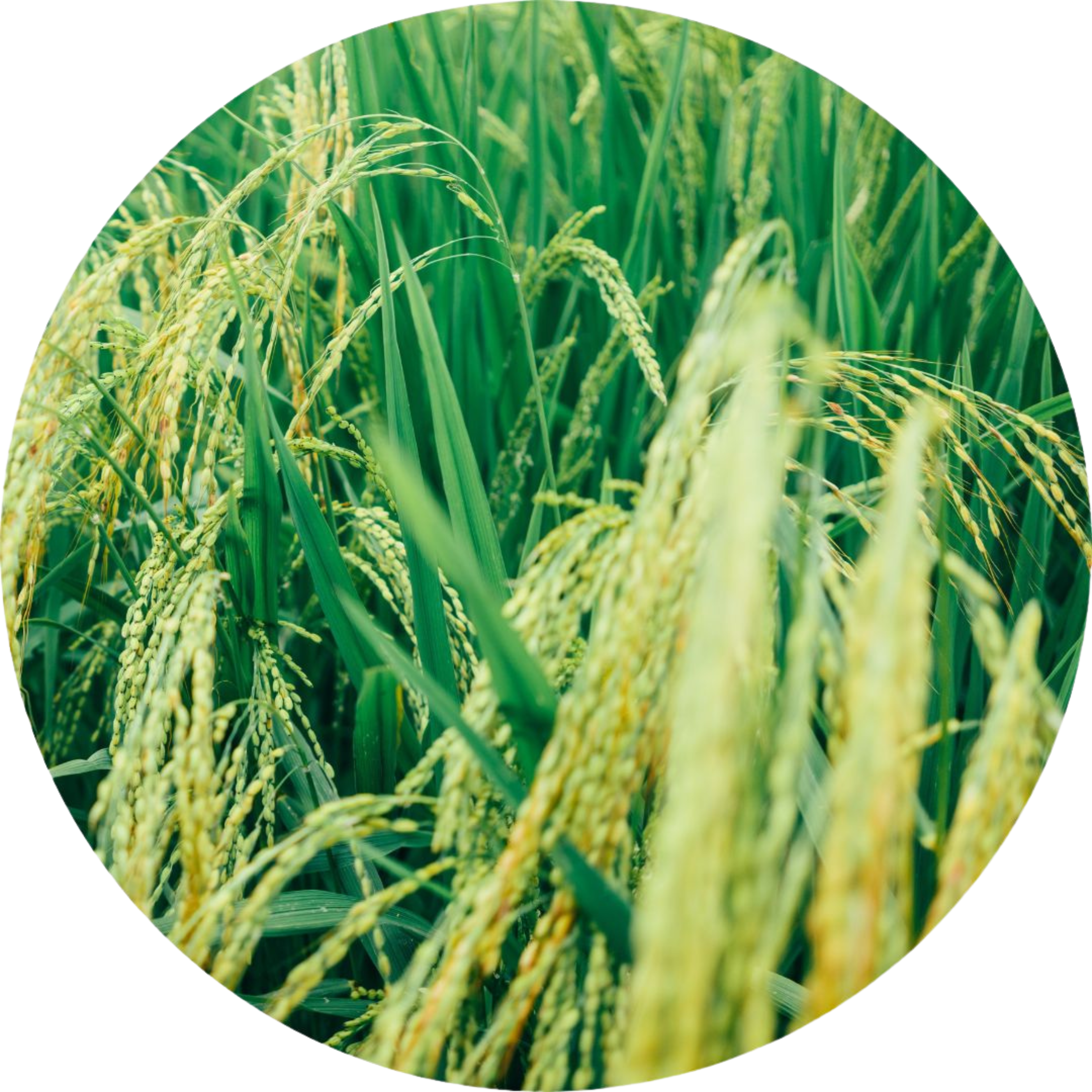 Rice crop growing