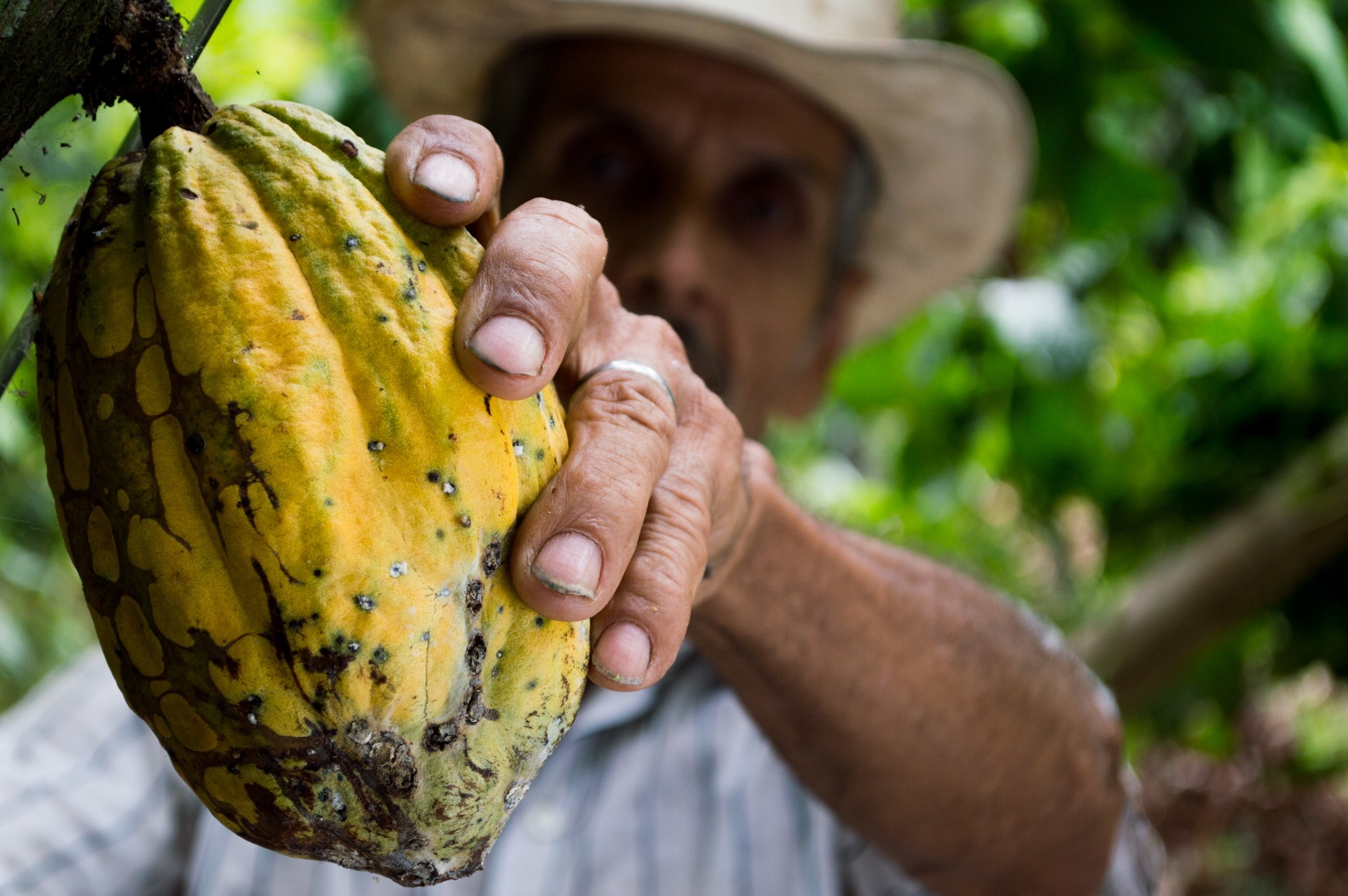 A smallholder farmer picks a ripe piece of cacao fruit from a tree.