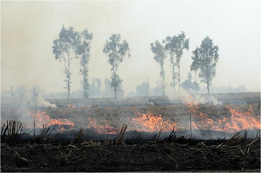 Around 80% of rice straw is burnt every year.