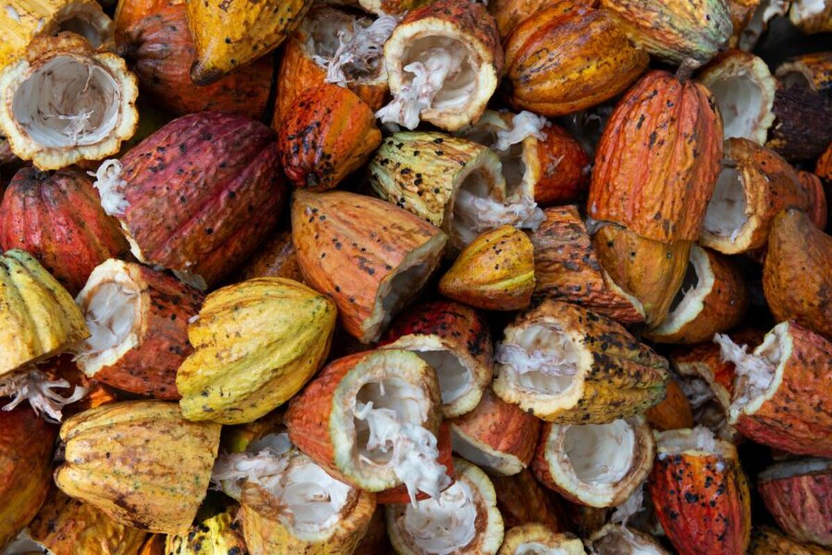 Discarded cacao pods